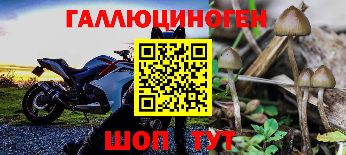 Артём  Псилоцибиновые грибы Psilocybe  Вход с VPN 